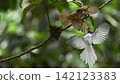 A white morph Asian Paradise Flycatcher (Terpsiphone paradisi) gracefully flies toward its nest containing hungry chicks in a lush tropical forest. This rare wildlife moment captures natural parental  142123383