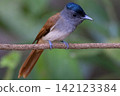 A white morph Asian Paradise Flycatcher (Terpsiphone paradisi) gracefully flies toward its nest containing hungry chicks in a lush tropical forest. This rare wildlife moment captures natural parental  142123384