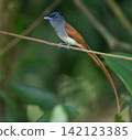 A white morph Asian Paradise Flycatcher (Terpsiphone paradisi) gracefully flies toward its nest containing hungry chicks in a lush tropical forest. This rare wildlife moment captures natural parental  142123385