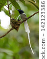 A white morph Asian Paradise Flycatcher (Terpsiphone paradisi) gracefully flies toward its nest containing hungry chicks in a lush tropical forest. This rare wildlife moment captures natural parental  142123386