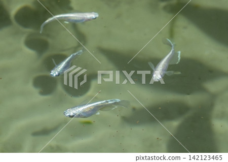 美雪目鱂魚缸 142123465