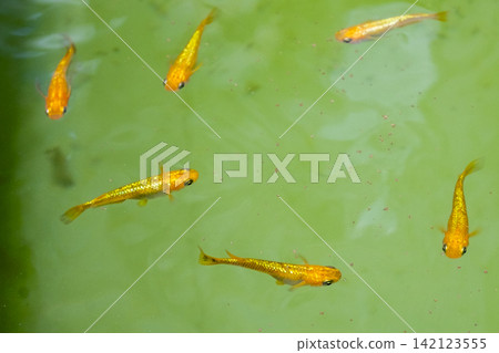 橙色閃光青鱂魚 142123555