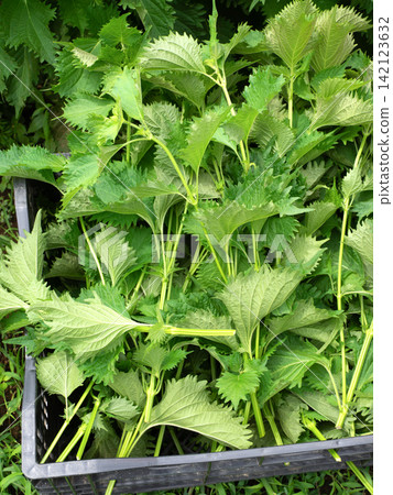 Harvested green perilla leaves with branches still attached Harvested green perilla leaves with branches still attached 142123632