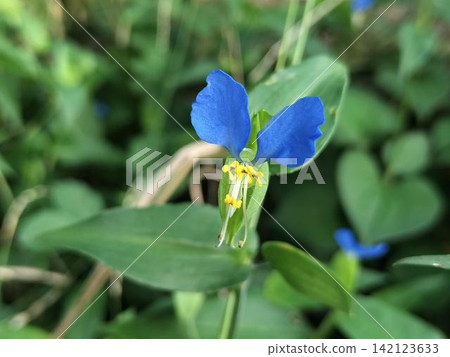 鴨跖草(Commelina communis)—藍色花朵和綠色葉子 | 夏季野花和植物 鴨跖草(Commelina communis)—藍色花朵和綠色葉子 | 夏季野花和植物 142123633