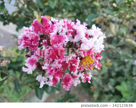 紫薇(Lagerstroemia indica) - 粉紅白相間的花朵 | 夏季盛開的褶皺花朵 紫薇(Lagerstroemia indica) - 粉紅白相間的花朵 | 夏季盛開的褶皺花朵 142123636