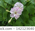 紫茉莉（Mirabilis jalapa）的白色和粉紅色花朵 | 夏季盛開的嬌嫩花朵和花蕾 142123640