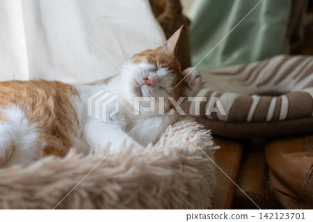 Grooming cat Brown tiger white Grooming cat Brown tiger white 142123701