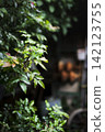 Evergreen Mahonia shrub with serrated green leaves in an Austrian rustic garden creates a cozy, nostalgic rural scene. 142123755