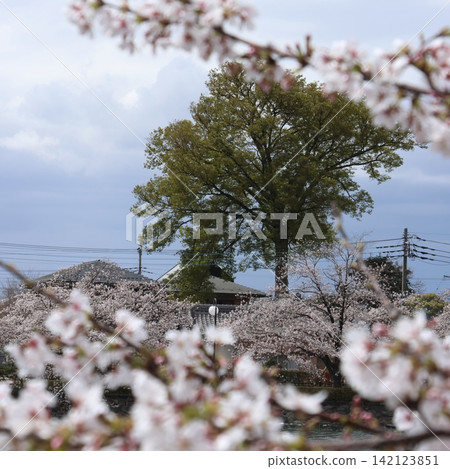 Hashie Marsh, Spring, Cherry Blossoms Hashie Marsh, Spring, Cherry Blossoms 142123851