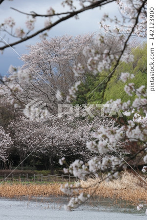 Hashie Marsh, Spring, Cherry Blossoms 142123900