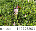 淡粉色的藍鈴花（Scilla scilloides）| 秋季田野裡盛開的野花 142123981