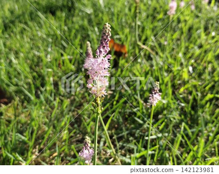 The pale pink flowers of the Scilla scilloides | Autumn wildflowers blooming in the fields The pale pink flowers of the Scilla scilloides | Autumn wildflowers blooming in the fields 142123981