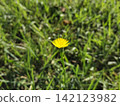 黃色的蒲公英花 | 草叢中盛開的野花，以及春天的自然風光 142123982