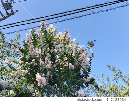 Crape myrtle blossoms and a blue sky | Pink flowering trees in full bloom and a summer landscape Crape myrtle blossoms and a blue sky | Pink flowering trees in full bloom and a summer landscape 142123984