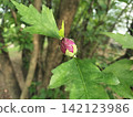 芙蓉花蕾和開花前的綠葉 142123986