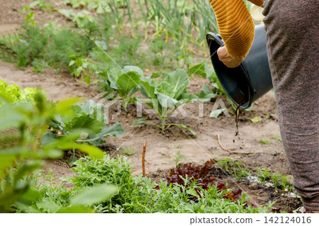 Gardener pouring liquid organic fertilizer from a black bucket onto vegetable plants in a home garden. regenerative horticulture, and eco-friendly soil stewardship Gardener pouring liquid organic fertilizer from a black bucket onto vegetable plants in a home garden. regenerative horticulture, and eco-friendly soil stewardship 142124016