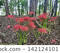 森林中盛開著一簇簇的石蒜（Lycoris radiata）。 142124101