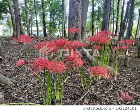 森林中盛開著一簇簇的石蒜(Lycoris radiata)。 森林中盛開著一簇簇的石蒜(Lycoris radiata)。 142124101