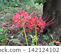 樹根下盛開著粉紅色的蜘蛛百合（Lycoris radiata）。 142124102