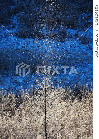 A scene of frost-covered coniferous trees and diamond dust shimmering in the morning sun against a backdrop of azure wetlands. Ver2 142124105