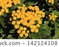 Isogic flowers 142124108