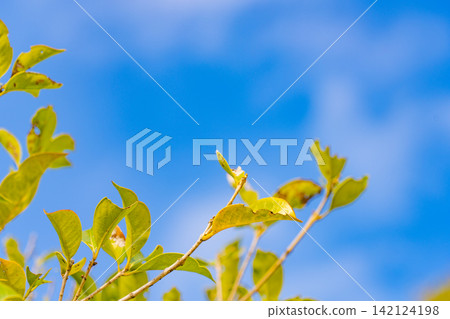 Yellow-green young leaves and sprouts stretching against a blue sky. Yellow-green young leaves and sprouts stretching against a blue sky. 142124198
