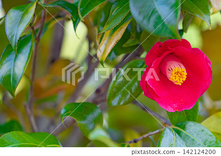 A vibrant red camellia blooms amidst lustrous green leaves. A vibrant red camellia blooms amidst lustrous green leaves. 142124200