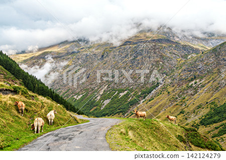 Cows on the hiking trail in Cirque de Troumouse at Heas in the Hautes-Pyrenees department in France Cows on the hiking trail in Cirque de Troumouse at Heas in the Hautes-Pyrenees department in France 142124279