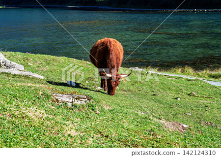Cows in a meadow by the wonderful altitude lake of Lac d'Estaing in the Lavedan, Hautes-Pyrenees, France. Cows in a meadow by the wonderful altitude lake of Lac d'Estaing in the Lavedan, Hautes-Pyrenees, France. 142124310