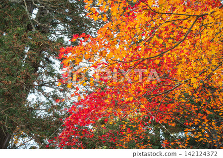 japan beautiful maple leaf travel background maple maple leaf japan beautiful maple leaf travel background maple maple leaf 142124372