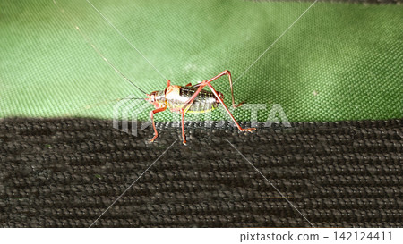 Close up of a striking cricket like insect with a striped light body and reddish orange head, legs and antennae. It stands on a dark textured surface against a green backdrop... Close up of a striking cricket like insect with a striped light body and reddish orange head, legs and antennae. It stands on a dark textured surface against a green backdrop... 142124411