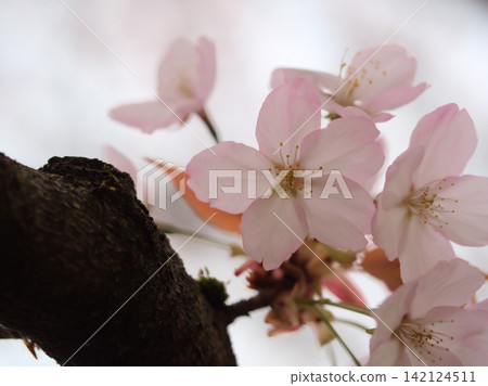 The beautiful pink cherry blossoms "Sendai-ya" bloomed in April. The beautiful pink cherry blossoms "Sendai-ya" bloomed in April. 142124511