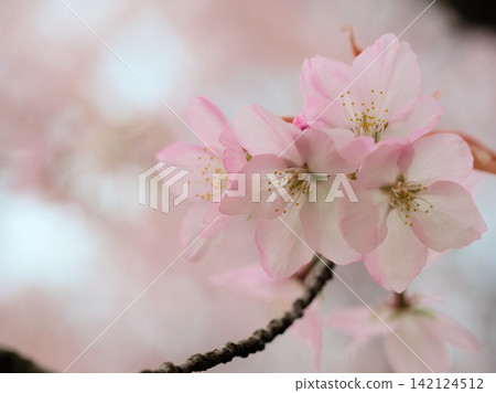 美麗的粉紅色櫻花“仙台屋”在四月盛開。 142124512