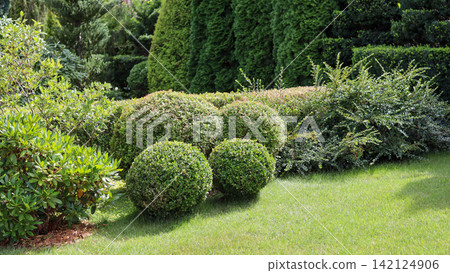 Lush green garden with neatly trimmed boxwood topiary and diverse foliage, showcasing a well maintained outdoor landscape on a sunny day Lush green garden with neatly trimmed boxwood topiary and diverse foliage, showcasing a well maintained outdoor landscape on a sunny day 142124906