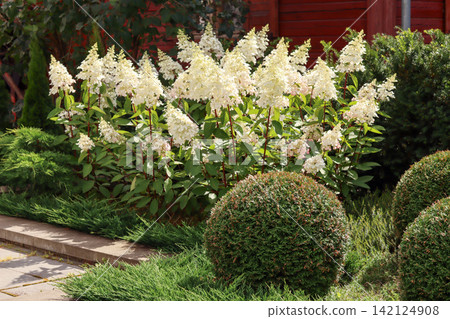 Hydrangea paniculata Limelight shrubs blooming white conical flowers, creating a beautiful and classic aesthetic in a well maintained garden Hydrangea paniculata Limelight shrubs blooming white conical flowers, creating a beautiful and classic aesthetic in a well maintained garden 142124908