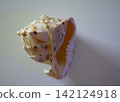 Large exotic horned cassis seashell on a light background 142124918
