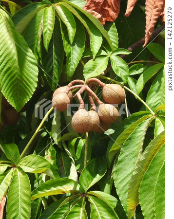 The fruit of the horse chestnut tree that ripened in summer The fruit of the horse chestnut tree that ripened in summer 142125279