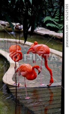 Three American flamingo (Phoenicopterus ruber) elegantly dipping into a pond amidst a serene environment in the premier public bird sanctuary of Edward Youde Aviary located within Hong Kong Park 142125305