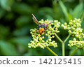 A Japanese hornet and a wild grape flower 142125415
