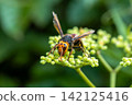 A Japanese hornet and a wild grape flower 142125416
