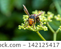 A Japanese hornet and a wild grape flower 142125417
