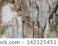 Black garden ants and ant trails on a pear tree trunk 142125451