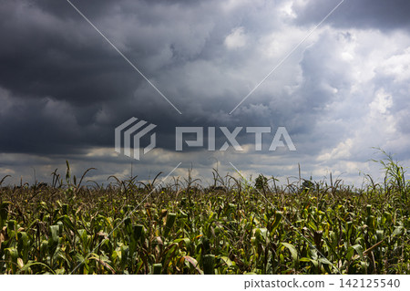 Green Growing Cornfield Under Cloudy Sky Green Growing Cornfield Under Cloudy Sky 142125540