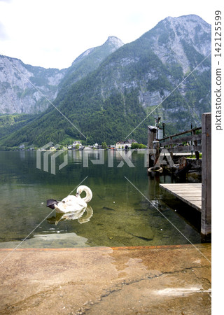 White swan off the shore of Lake Hallstattersee in Hallstatt White swan off the shore of Lake Hallstattersee in Hallstatt 142125599