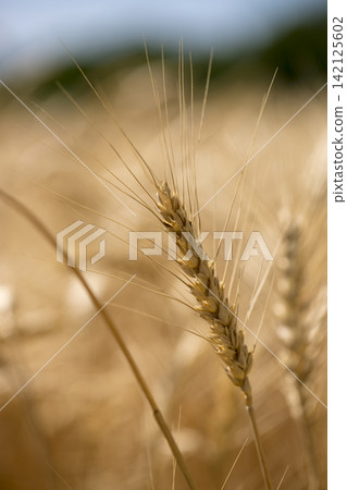 Ripe wheat ear in a field on a blurred background Ripe wheat ear in a field on a blurred background 142125602