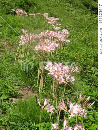 石蒜科的「夏珠茵」在盛夏盛開著粉紅色的花朵。 石蒜科的「夏珠茵」在盛夏盛開著粉紅色的花朵。 142125647