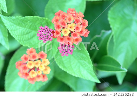 Lantana flowers and buds Lantana flowers and buds 142126288