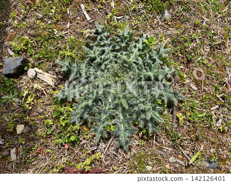 A thistle rosette spreads flat on the ground; a close-up of the leaves covered in silvery-white hairs. A thistle rosette spreads flat on the ground; a close-up of the leaves covered in silvery-white hairs. 142126401
