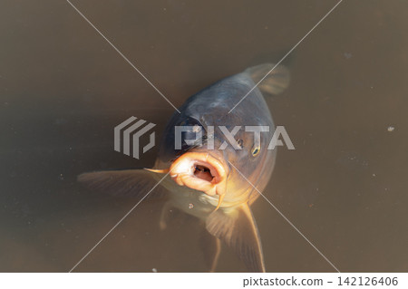 鯉魚、錦鯉、魚、張開的嘴、淡水魚、池塘、水面、特寫、生物 鯉魚、錦鯉、魚、張開的嘴、淡水魚、池塘、水面、特寫、生物 142126406