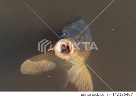 Carp, koi, fish, mouth open, freshwater fish, pond, water surface, close-up, close-up, living creature Carp, koi, fish, mouth open, freshwater fish, pond, water surface, close-up, close-up, living creature 142126407